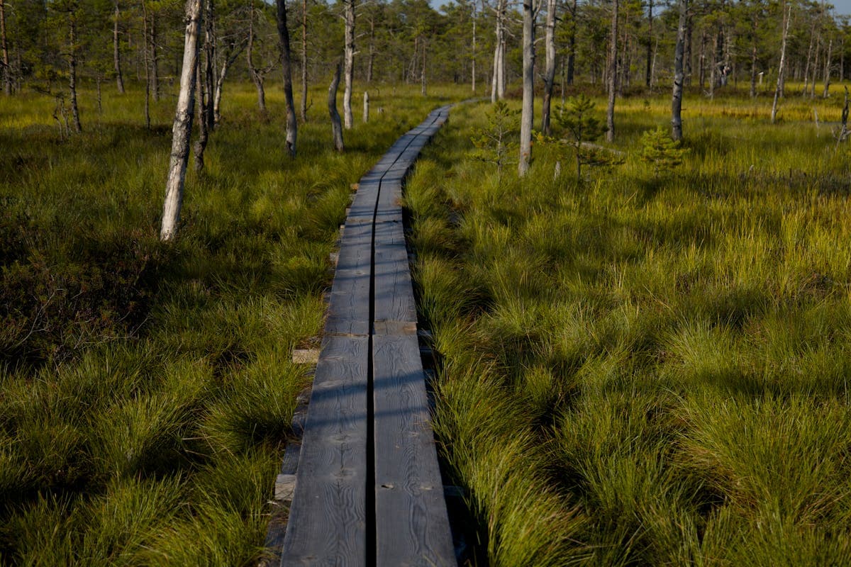 Wooden boardwalk winding through tall marsh grass under open sky