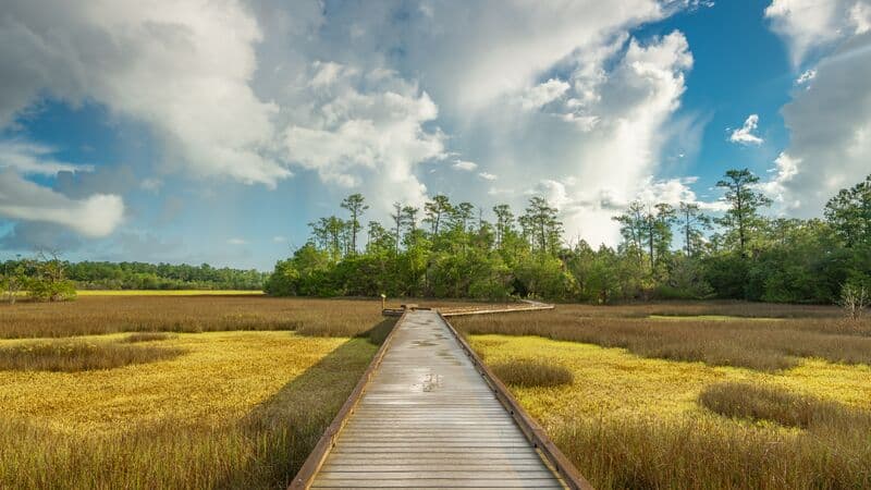 Palmetto Islands County Park in Mount Pleasant, Charleston